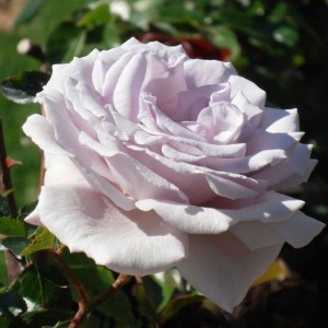 BLUE DIAMOND (hybrid tea)